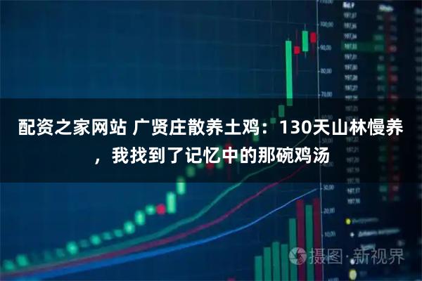 配资之家网站 广贤庄散养土鸡：130天山林慢养，我找到了记忆中的那碗鸡汤